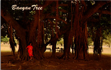 Lahaina Maui HI Banyan Tree Postcard Mirro-Krome Nani Li'i Ted Birckhead 1950s picture