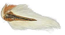 SupplyIt Large Northern Bucktail Natural White Fly Tying Material Deer Hair picture
