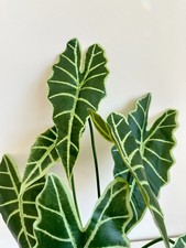 Alocasia Polly Leaf (6pcs) picture