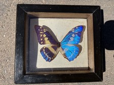 Vintage Real Blue Morpho Butterfly – Framed Specimen picture