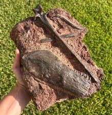 Fossil Dimetrodon Jaw Spines & Vertebrae Matrix MUSEUM QUALITY Permian Reptile picture