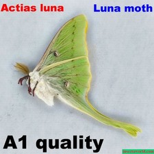 Luna moth,  Saturniidae, Actias luna,  USA  (insects farm production) REAL MOTH picture