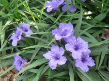 4 Assorted Potted Plants picture