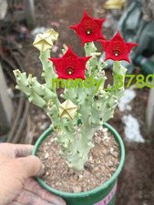 Caralluma socotrana Asclepiadaceae RareSucculent plants Garden Plants  10-12CM picture