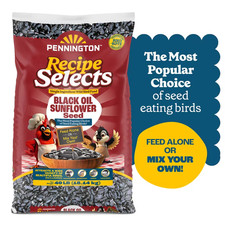 Pennington Select Black Oil Sunflower Seed Wild Bird Dry Feed, 40 lb. Bag picture
