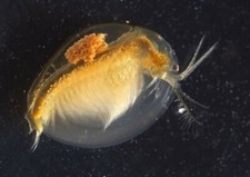 100+ Live Seed Shrimp (Ostracods) – Clean Culture for Fry, Shrimp & Nano Tanks picture