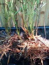 Japanese Hachiku Bamboo Live Plant picture