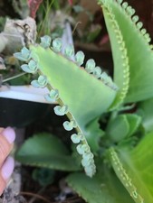 15 seeds Mother of Thousands Kalanchoe Succulent Mexican Hat Plant daigremontian picture