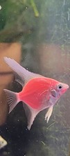 Beautiful Red/Pink  Angel Fish - About Nickel Size or Bigger picture