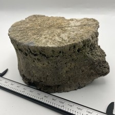 Huge Fossilized Whale Vertebrae Miocene Megalodon Era Parrish Florida Fossil picture