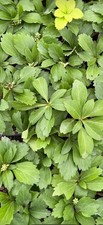 Pachysandra Terminalis 1,000 Rooted Plants picture