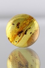 Fossil SPIDER & ANT Round SPHERE Genuine BALTIC AMBER Bead 15.1mm 2g 250619-6 picture