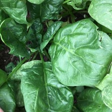 Giant Noble Spinach Seeds, NON-GMO, Giant Leaf, Heirloom,  picture