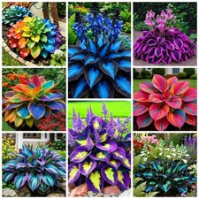 290+ Perennial Hostas for Planting, Low Maintenance Rich Foliage, Heart Hosta picture