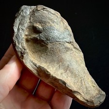 Fossilized Tympanic Bulla Cetacean Ear Bone Fossil 4.07