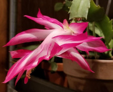 Benikujaku Toku Schlumbergera Thanksgiving Christmas Cactus 2-3 PPP Pink & White picture