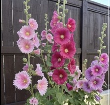 200 Hand Picked, Fresh Hollyhock Seeds.  Variety Of Pink and Purple Hues picture