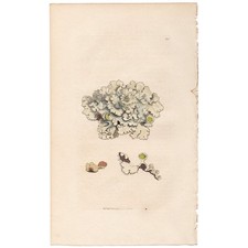 Antique 1796 Sowerby English Botany handcolored engraving 341 Pearly Lichen picture