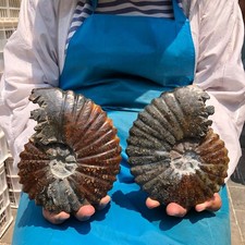 Natural Wavy‑Ribbed Asteroceras Ammonite Fossil Whole Specimen 0.71+0.77 kg picture