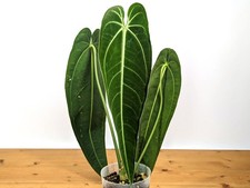 Anthurium Warocqueanum 'Queen'     picture