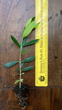Arbequina Olive Tree (Olea europaea) 1 Live TC Plant/Plug –3-6 inches - Edible picture