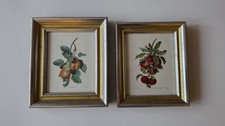 Pair Of Vintage Botanical Lithograph Prints By Carlos Von Riefel Apples & Pears picture