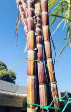 Rare Jamaican Variegated Sugarcane Striped Sugar Cane 1 Cutting With 2 Node picture