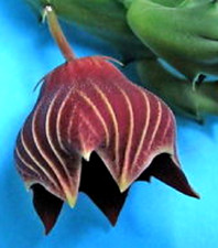 HUERNIA KENIENSIS  ** 2 TONES    ** / CACTUS SUCCULENT picture