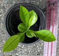 One 2”-3” Calamondin/Calamansi Seedling picture