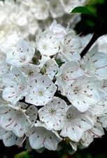 White Mountain Laurel Flowering Shrub  Broadleaf Kalmia  picture