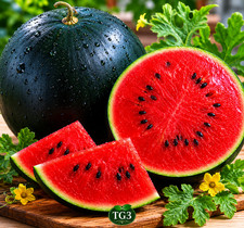 🍉 100+ SUGAR BABY WATERMELON SEEDS | HEIRLOOM NON-GMO | SWEET ICEBOX MELON | US picture