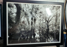 Clyde Butcher 2001 Hydric Hammock Myakka Canopy Trail Framed Print 23x17¾ picture