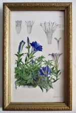 Antique Hand-Colored Floral Lithograph from Britain Circa. 1900 picture