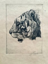 Impressive etching Tiger in profile around 1920 Wilhelm Tautz Berlin picture