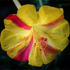 Broken Colors Four O'clock, *NEW Mirabilis Jalapa  50 Seeds    picture