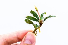Buy 2 Get 1 Free - Random Bucephalandra Plant | Rare Live Buce Aquarium Plant | picture