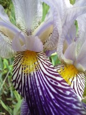 20x MIXED VARIETIES/COLORS BEARDED IRIS BULBS RHIZOMES picture
