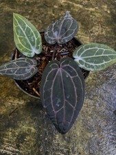 Anthurium Red Tezula Rare Tropical Plant picture