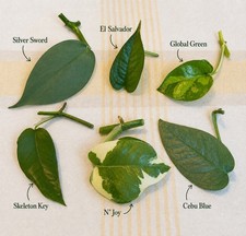 Rare Aroid Node Cuttings 🪴 Monstera Pothos Philodendron You Get 6 Types picture