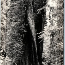c1930s Prairie Creek State Park CA Cork-Screw Redwood Tree RPPC Art Ray Photo picture