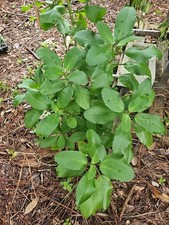 2x KALANCHOE PINNATA LEAF OF LIFE MIRACLE WONDER OF THE WORLD LIVE PLANT Starter picture