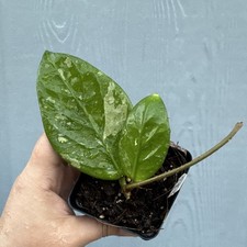 Hoya sp. 'Lai Chau' Splash (Clone 2) picture