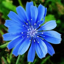 Chicory Seeds | Non-GMO |  | Flower Seeds | Seed Store | 1248 picture