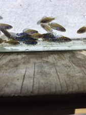 Gulf Coast Pygmy Sunfish Pair 1m/1fm picture