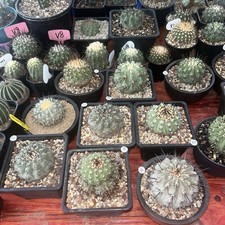RareSucculent Plant Copiapoa cinerea Rootles WYSIWYG Boutique Garden/ picture