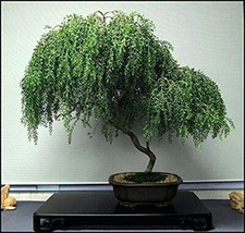 Bonsai Dwarf Weeping Willow Tree - Thick Trunk Cutting - Indoor/Outdoor Live Bon picture