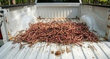 Indiana Sassafras Root ~Fresh Hand-Dug~ 1 Pound  ~   picture