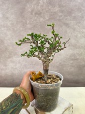 LARGE, RARE and HEALTHY Senna Meridionalis - (Succulent, Not pachypodium) picture