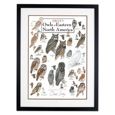 Earth Sky + Water - Sibleys Owls of Eastern North America - Double-matted picture