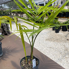 Palm Gaussia Gomez pompae - 1 gallon picture